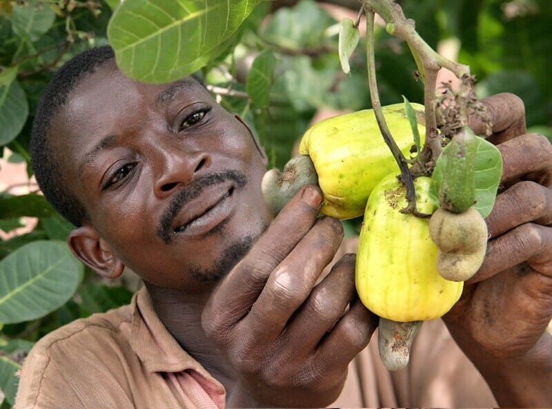 guinea-bissau-farms