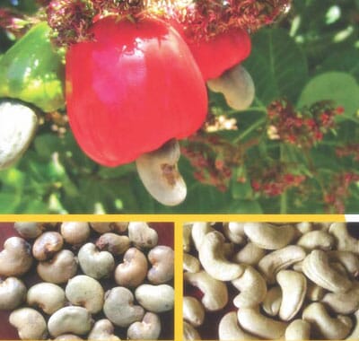 raw-cashew-ivory-coast